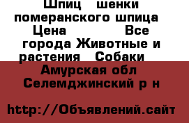 Шпиц - шенки померанского шпица › Цена ­ 20 000 - Все города Животные и растения » Собаки   . Амурская обл.,Селемджинский р-н